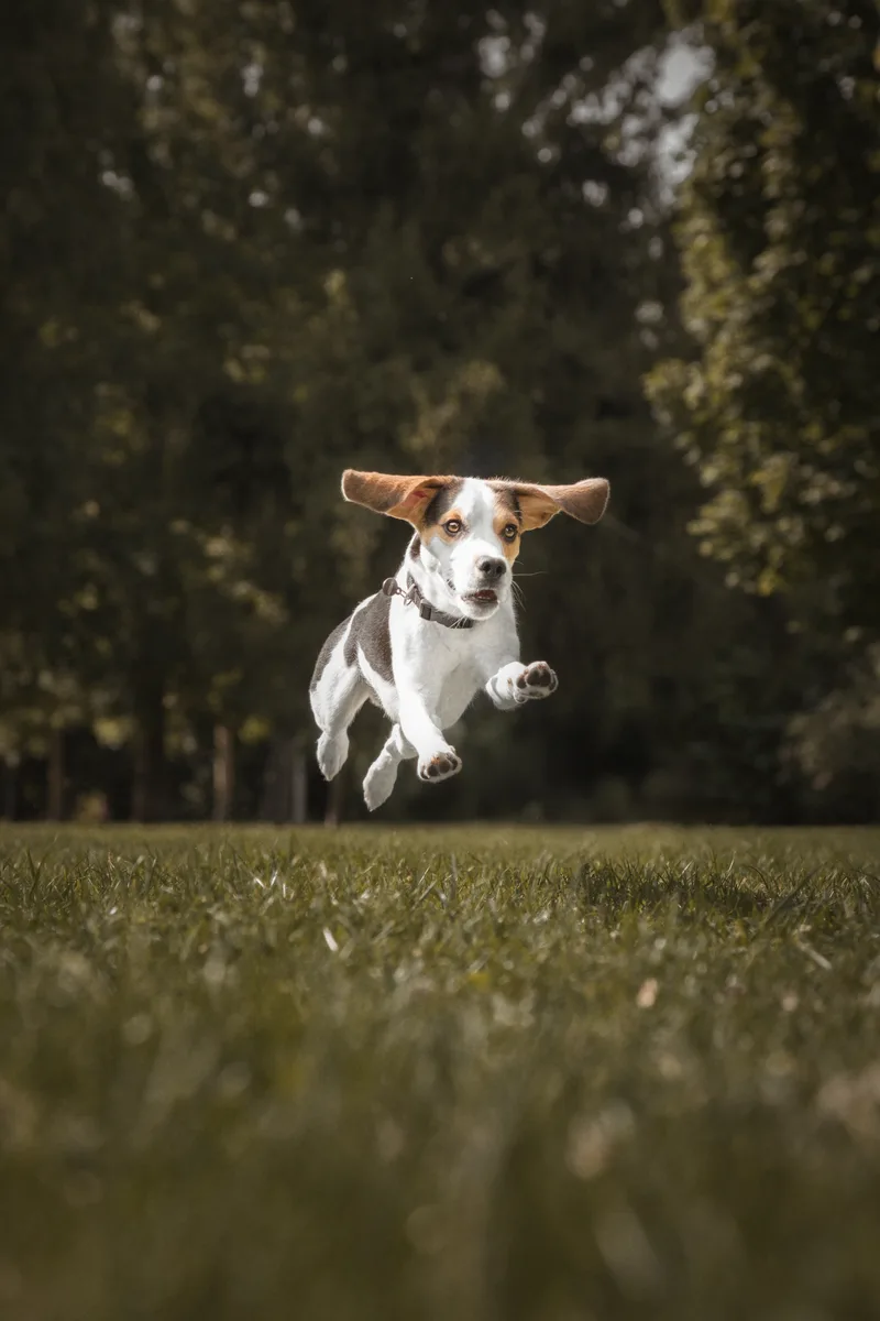 Beagle futás közben a réten