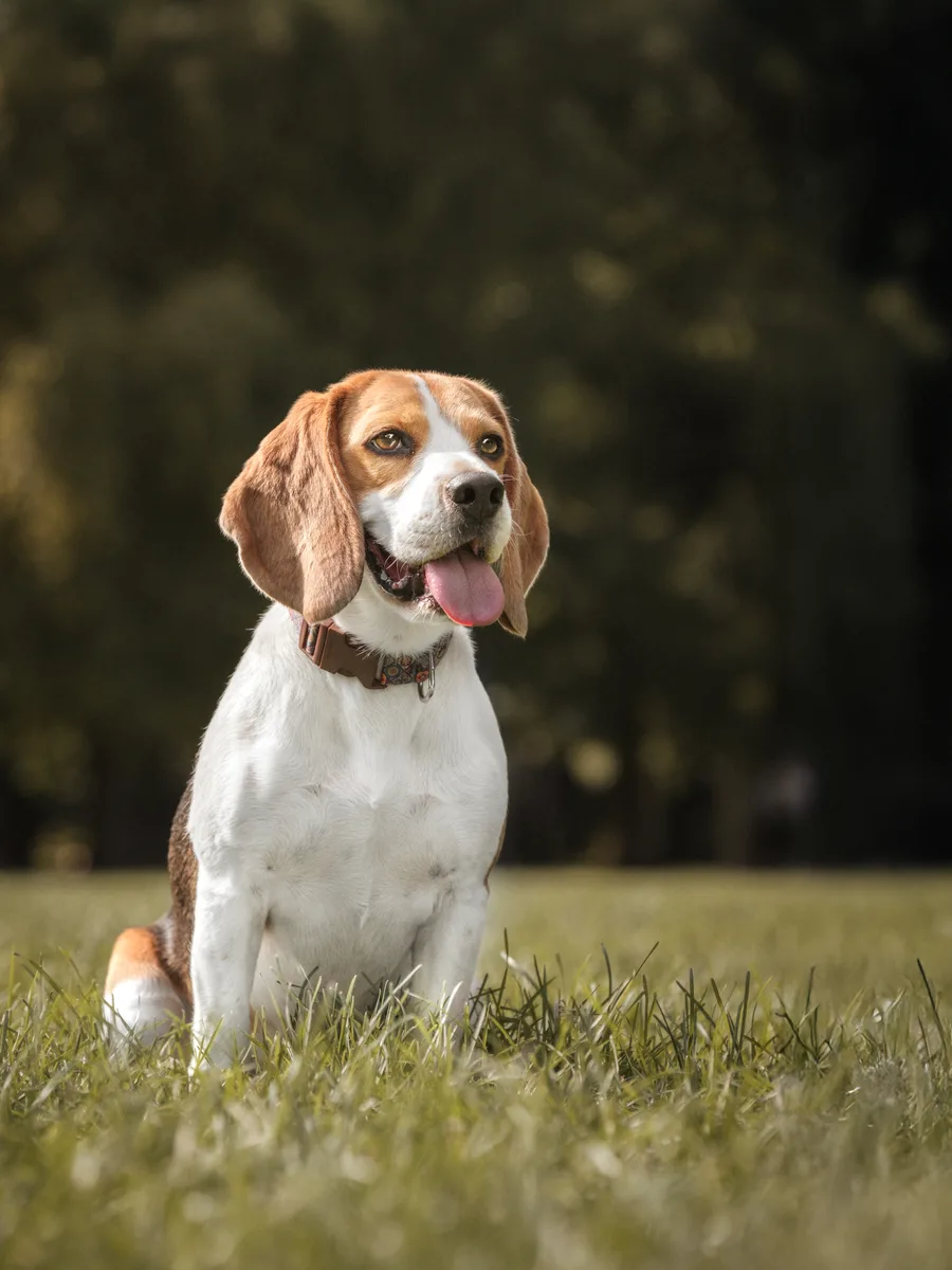 Gyöngyi beagle-je a fotózáson